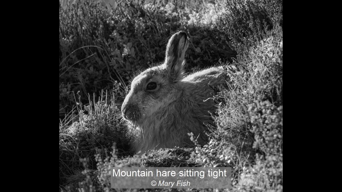 Mountain Hare sitting tight